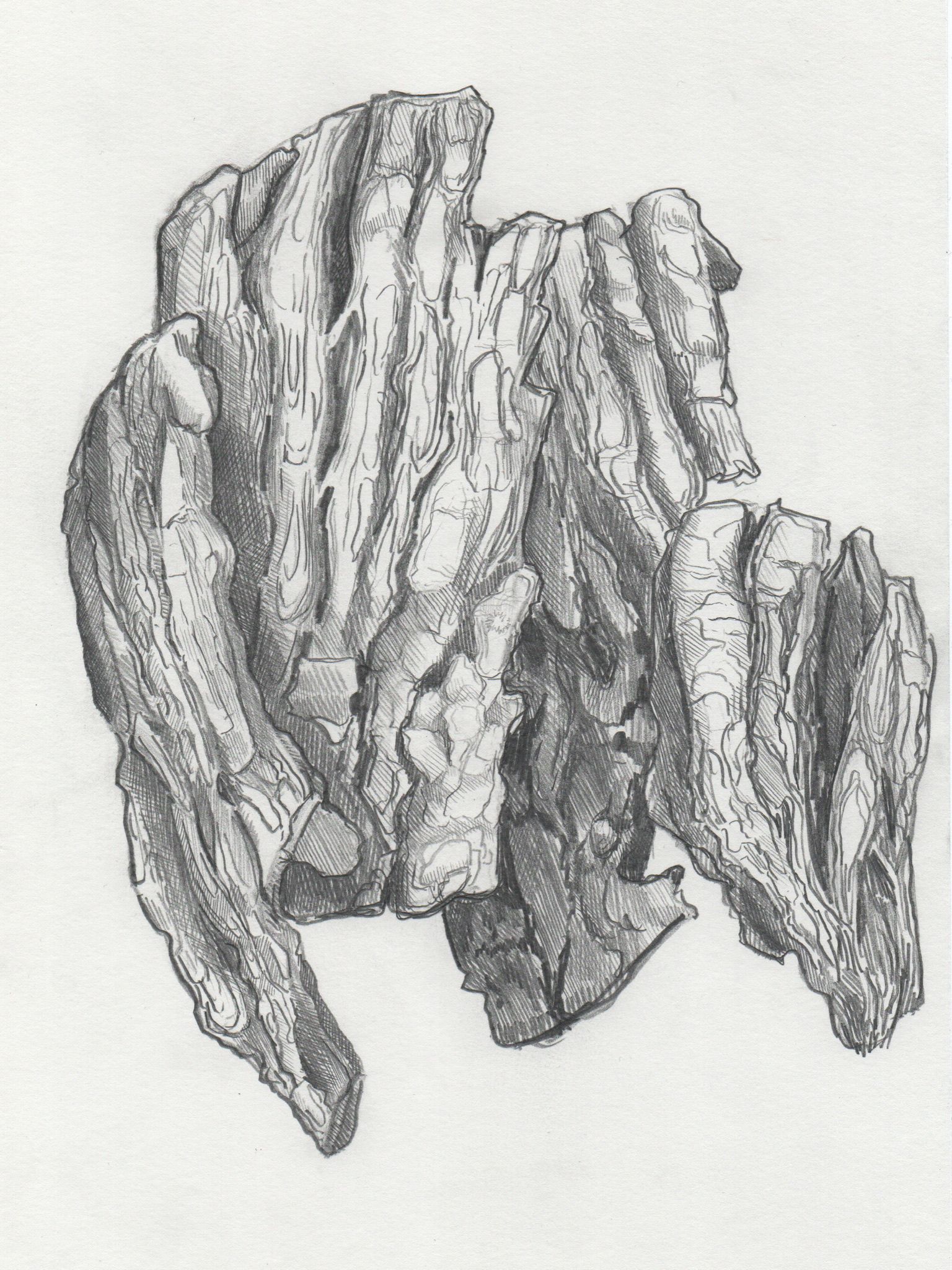 Artwork from the treebark collection.