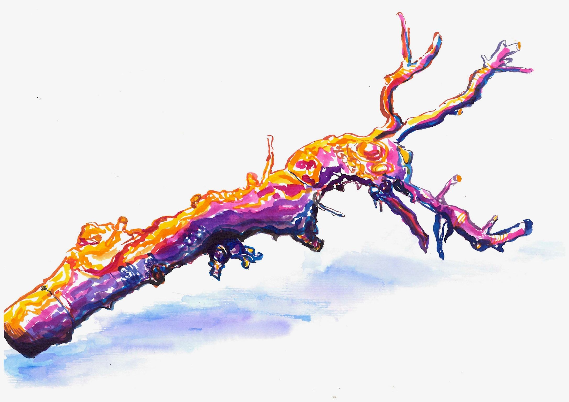 Artwork from the treebark collection.