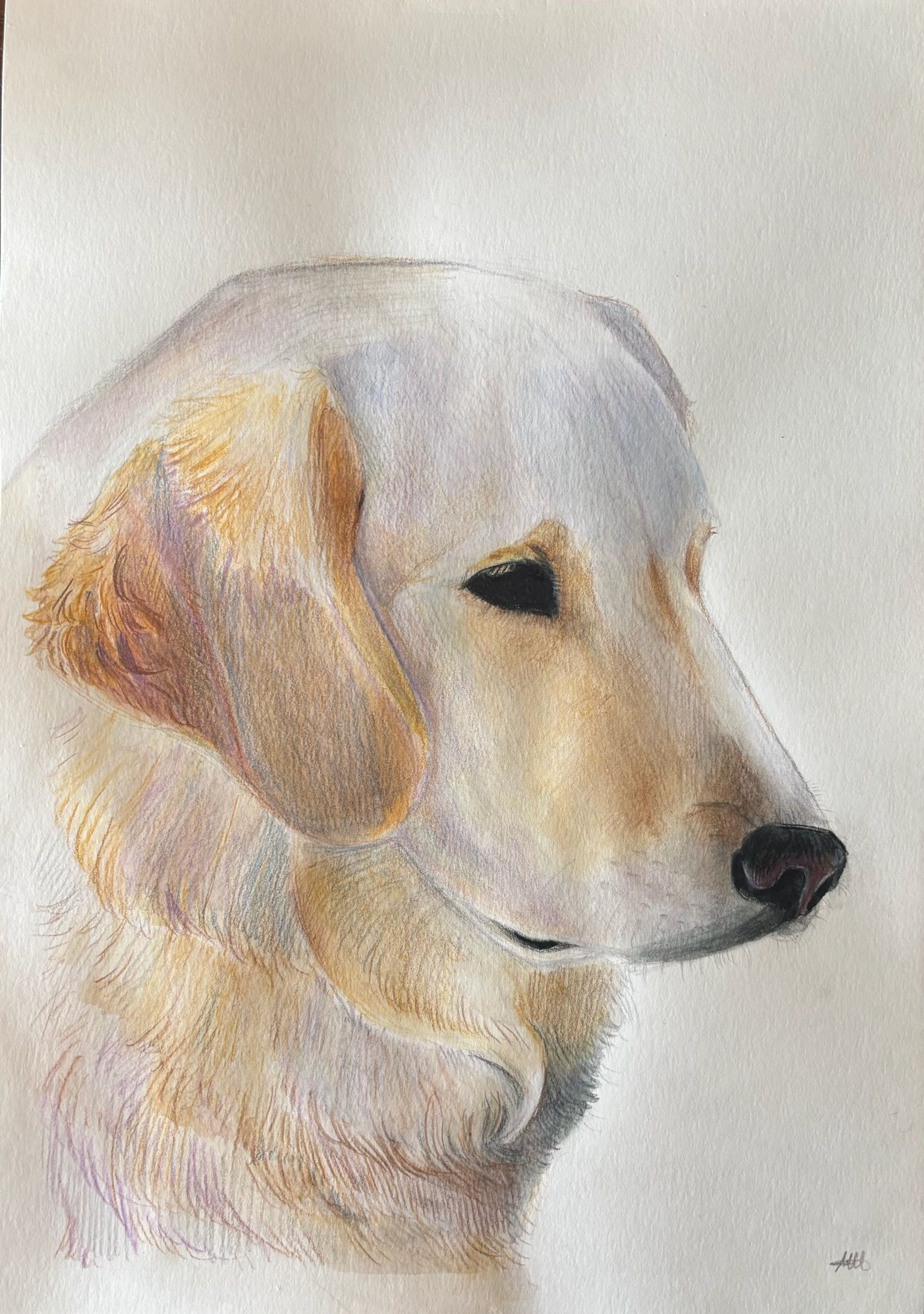 Artwork from the pet portraits collection.